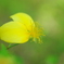 花占い‥
