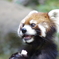 レッサーパンダ