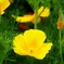 清水公園５月6