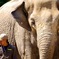 ELEPHANT!!