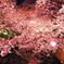 Cherry blossoms in the Galaxy