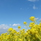 菜の花とソラ