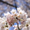 桜花の集り