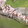 桜花の列