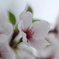 葉桜