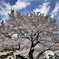 青空に浮かぶ桜