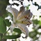 日陰に咲く花