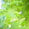 まだ緑