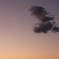 sunset　bird