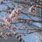 スカイツリーと桜