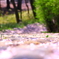 桜道