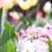 なにかの花