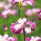 花菖蒲