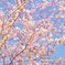 花見日和