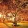 夜桜