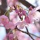 横浜緋桜＜ヨコハマヒザクラ＞