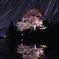 美しき一本桜
