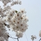 桜の花