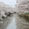 さくら池