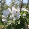 りんごの花