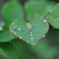 水玉