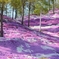 東藻琴芝桜公園