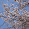 青空と桜