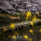 菜の花の花見