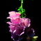 静花　-seika-