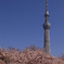 東京スカイツリーと桜