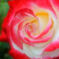 艶ROSE