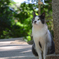 enoshima_3