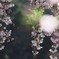 桜玉