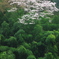 桜花