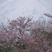 白き山