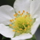 イチゴの花