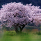 布目夫婦桜【再掲】