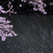 桜蛍