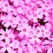 芝桜満開