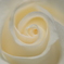 Swirl of rose ~white rose~