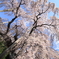 千年桜2011