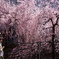 枝垂桜
