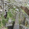 水桜