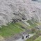 桜盛