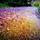 桜道。