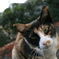 文京区のねこ