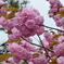 京都　三十三間堂の八重咲き桜