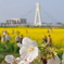 桜と菜の花と斜張橋