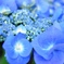 紫陽花