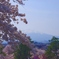 桜と岩木山